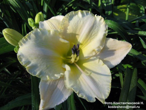 лилейник Арктик Сной.JPG