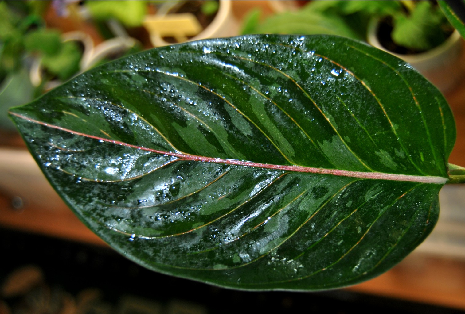 Aglaonema Green Leopard