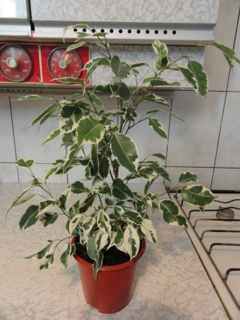    (Ficus Benjamina Twilight)- 400- 550