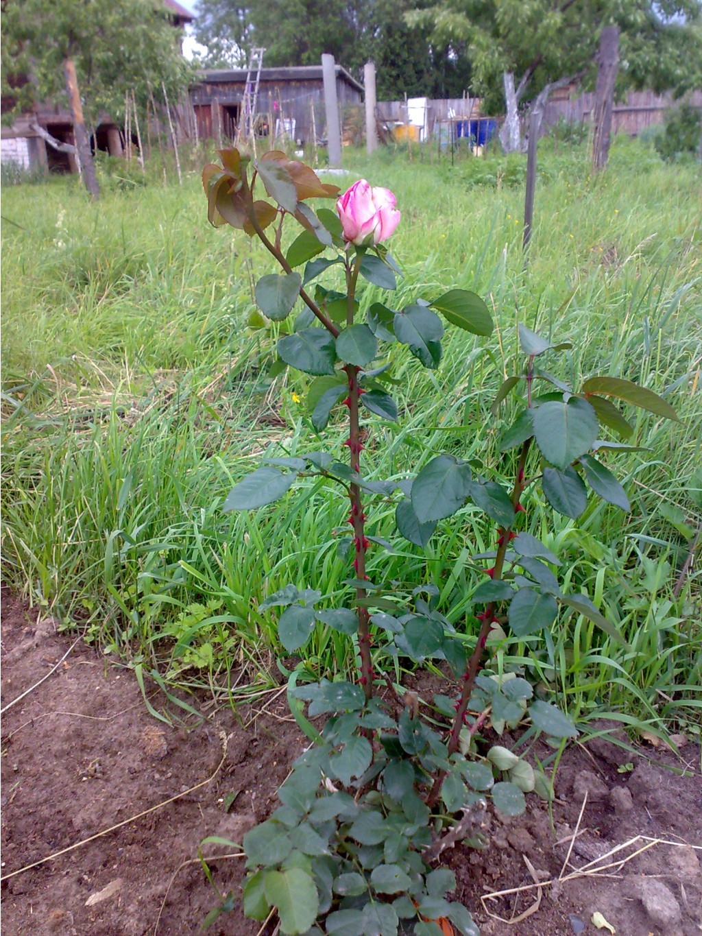 18062010728.jpg