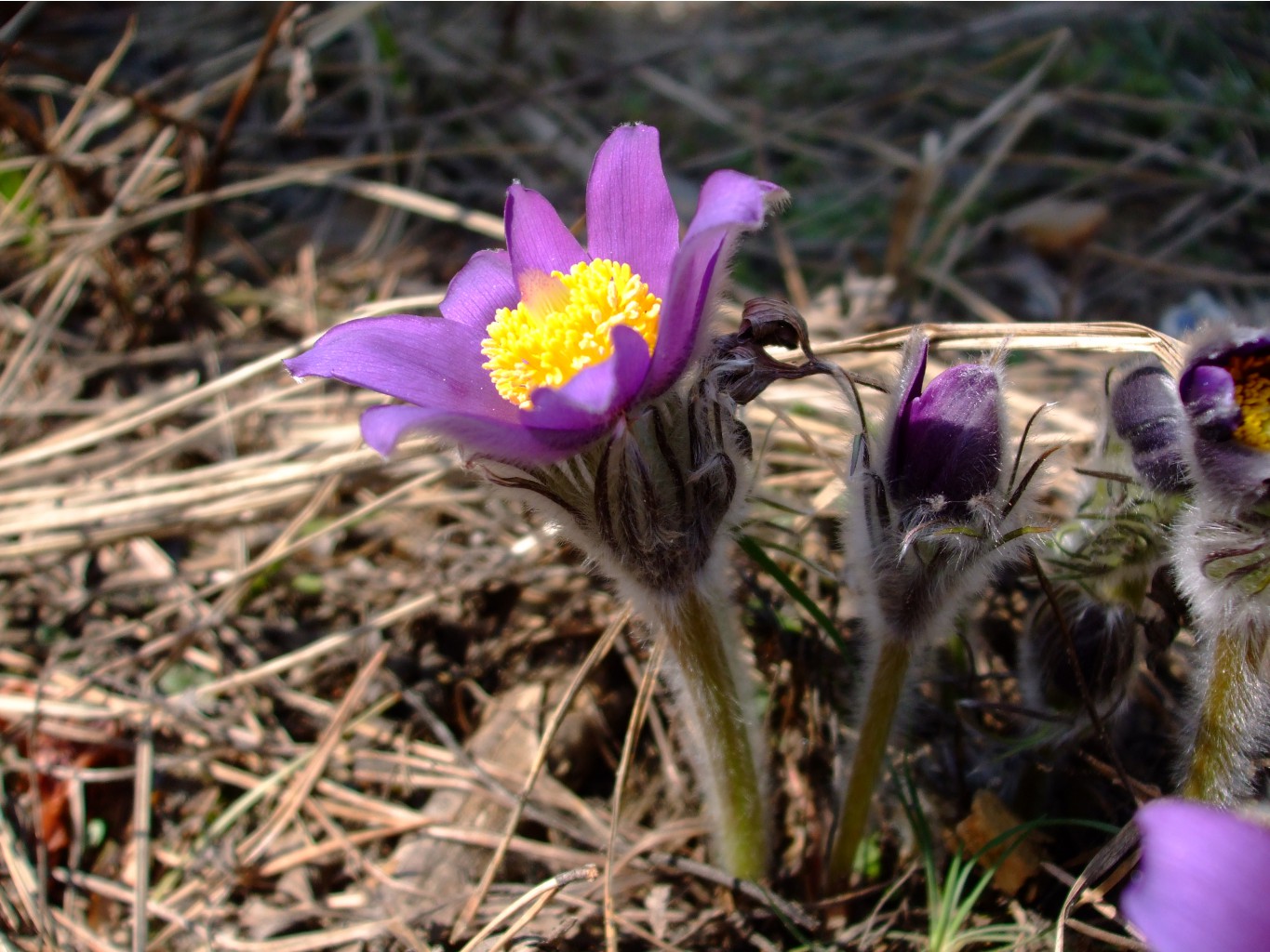 DSCF0726.jpg