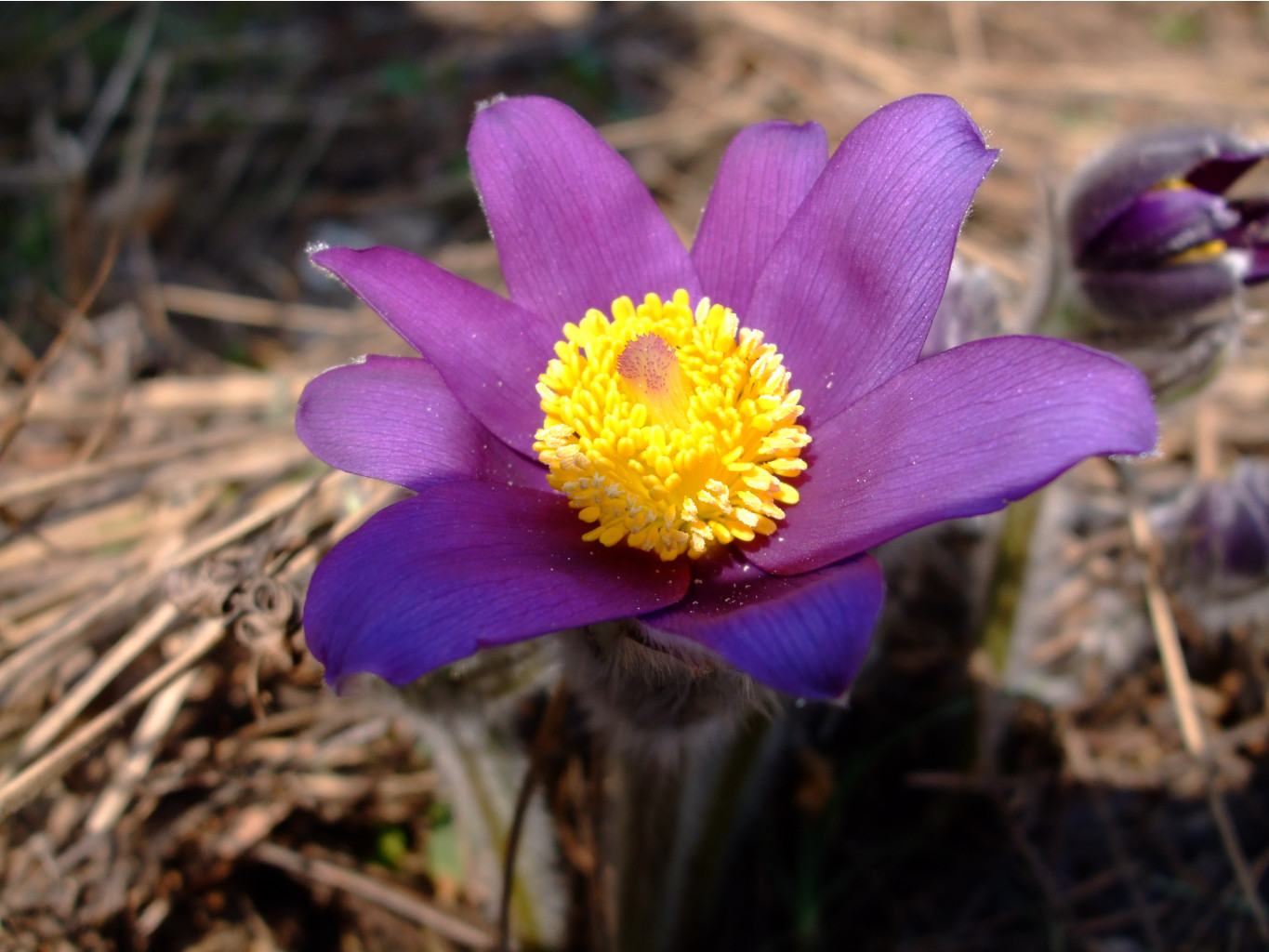 DSCF0728.jpg