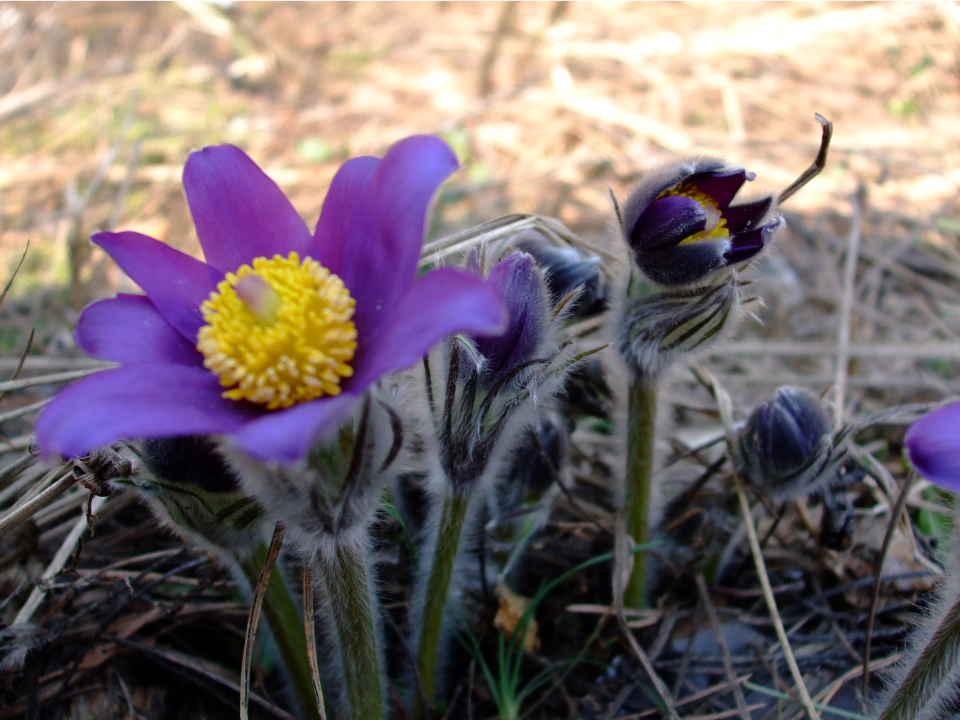 DSCF0729.jpg