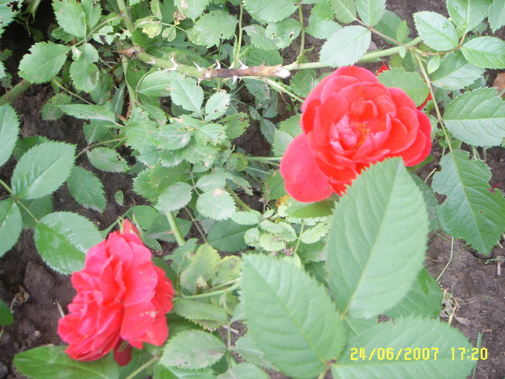 SSL10169.jpg