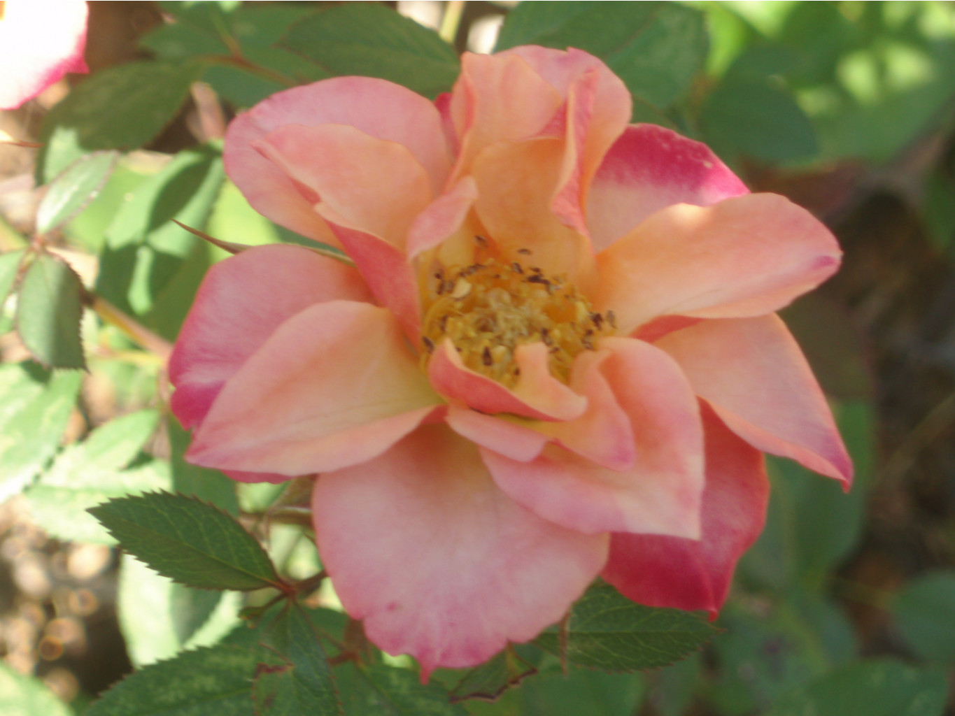 P9300043.JPG