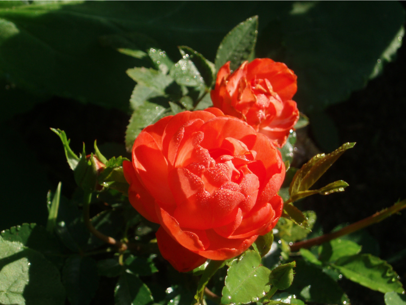 P7050022.JPG