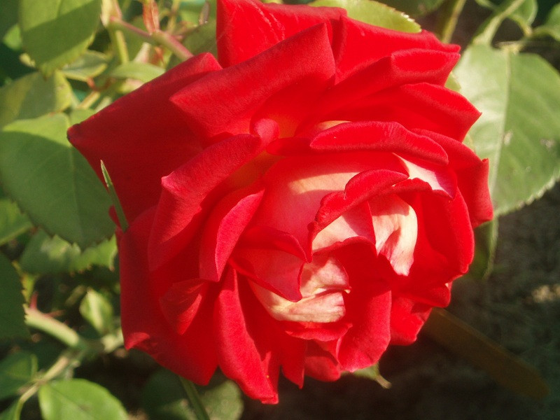 P9050050.JPG