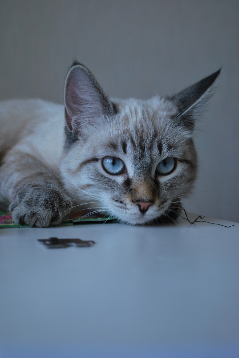 DSC_7203.JPG