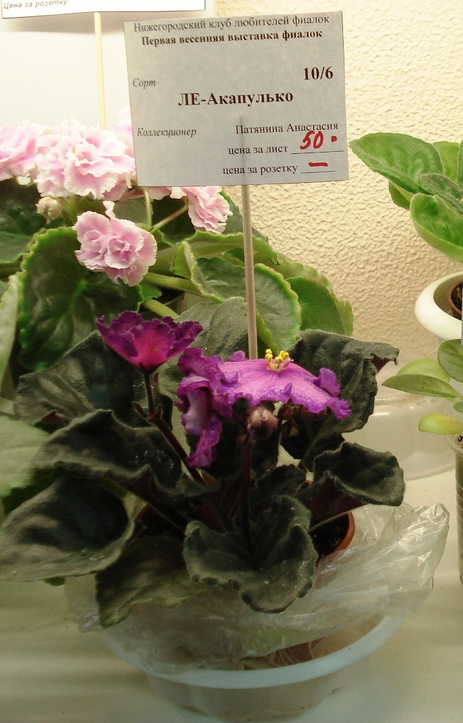 DSC04318 - .JPG