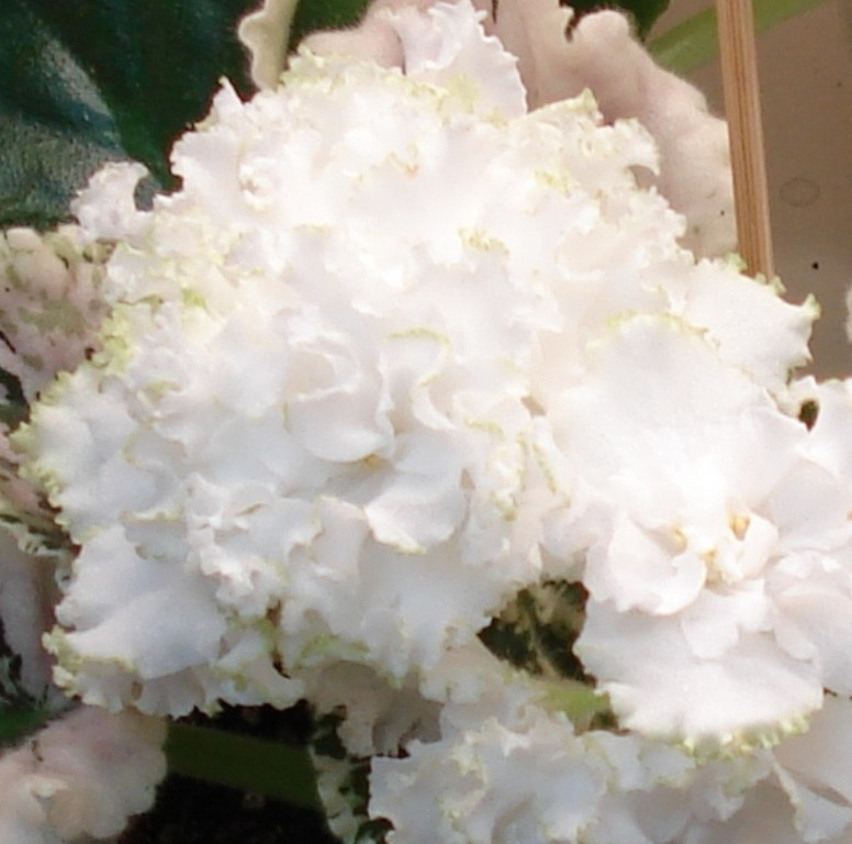 DSC04304 - .JPG