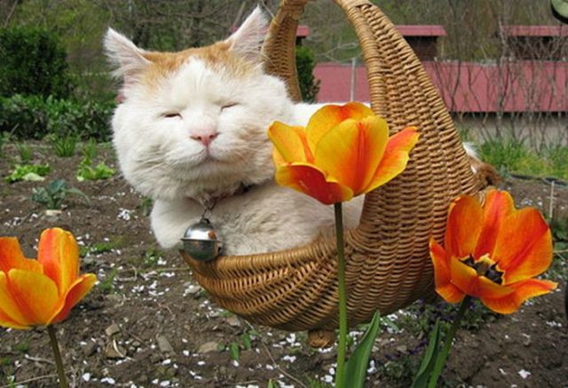 Cat_17.jpg