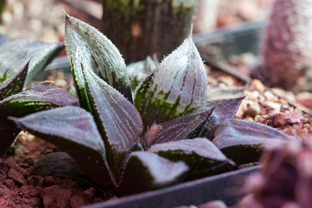 2011.03.13 Haworthia Japan cv.