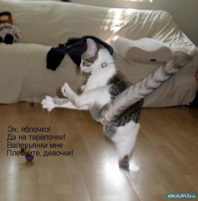 валерьянки.jpg