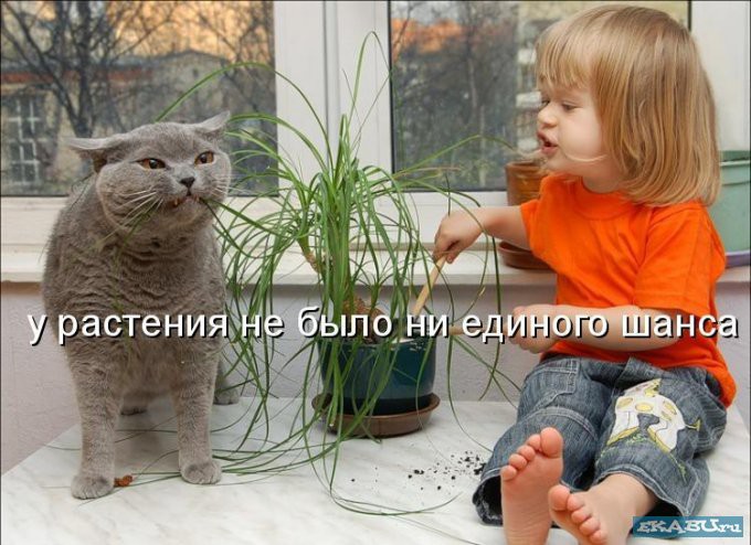 растение.jpg