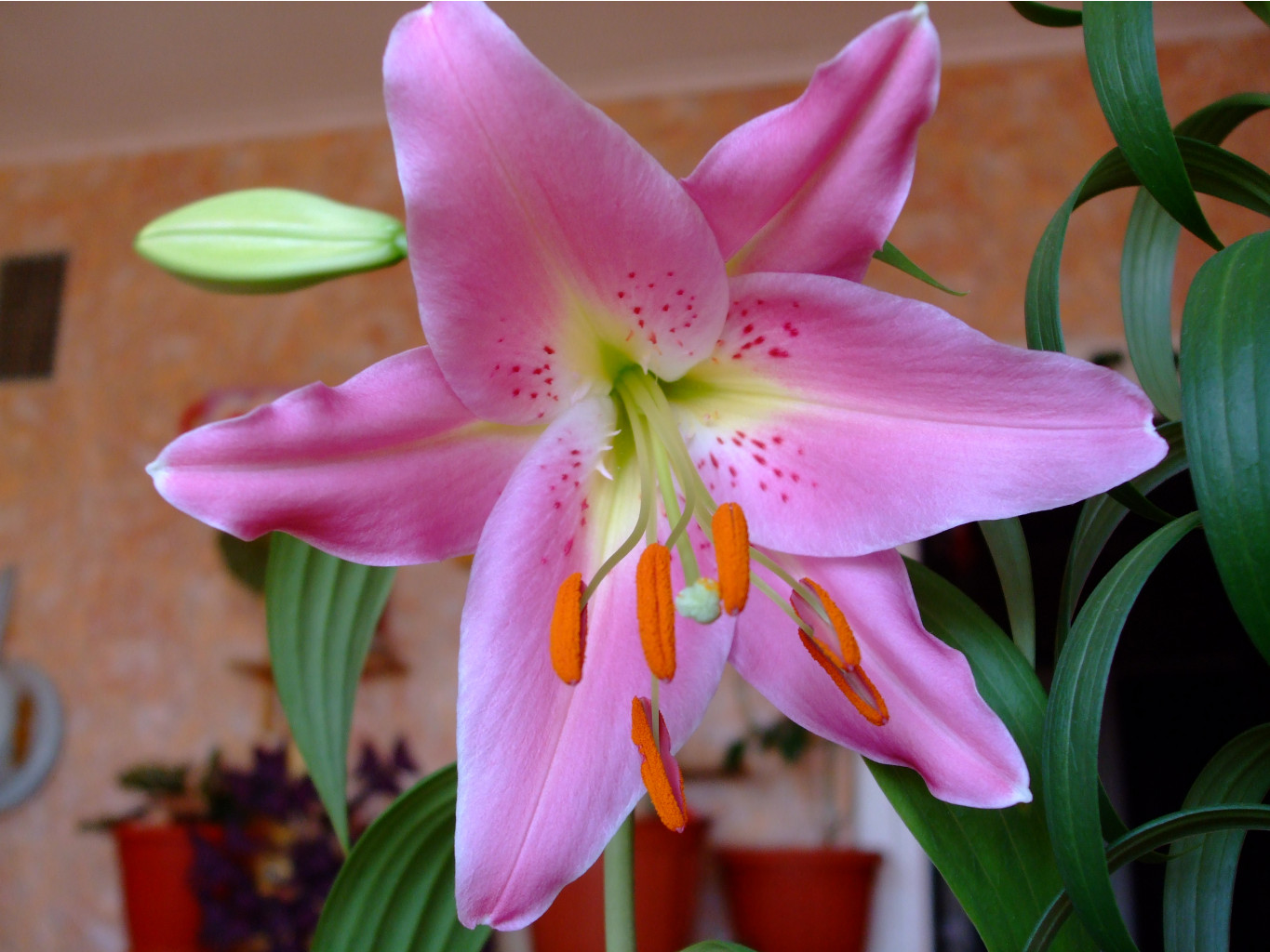 DSCF0716.jpg