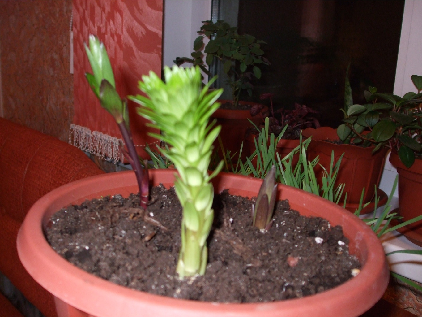 DSCF0603.jpg