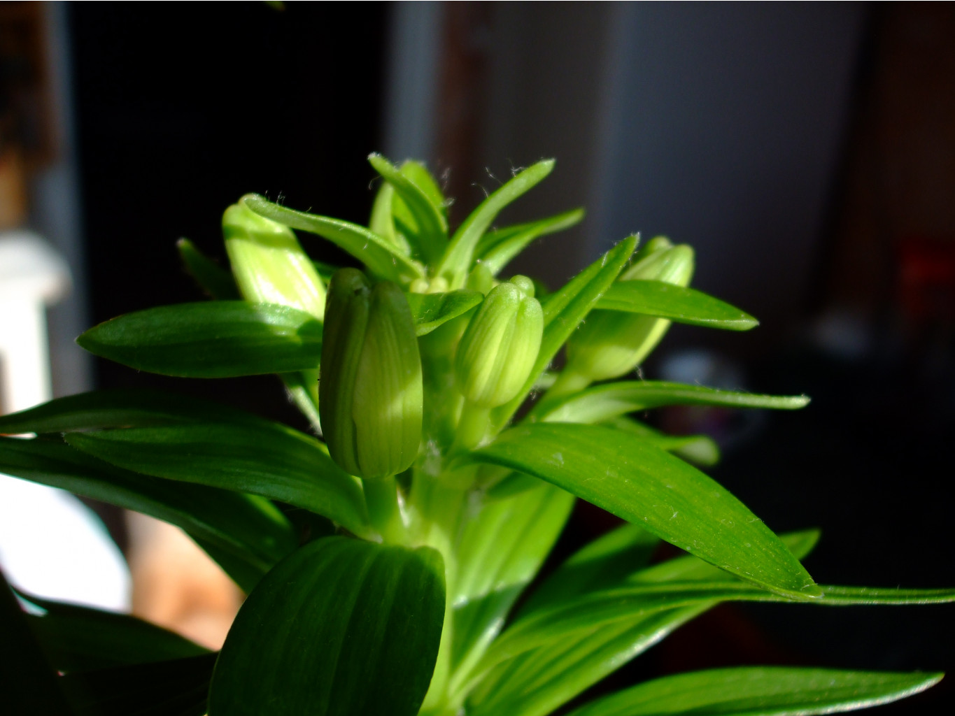 DSCF0640.jpg