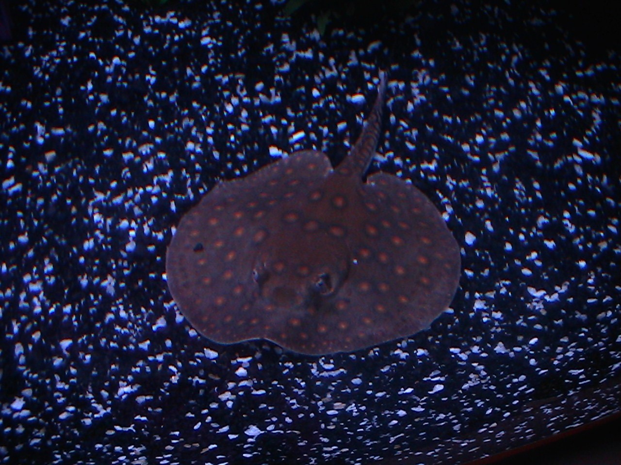 IMGA0010.JPG