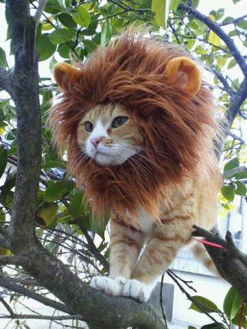 __20A_20THE_20LION_20KING_1_.jpg