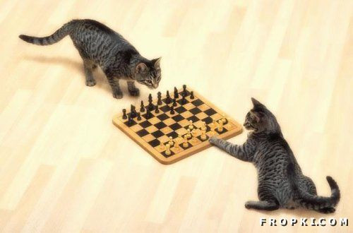 funny-animals-47.jpg
