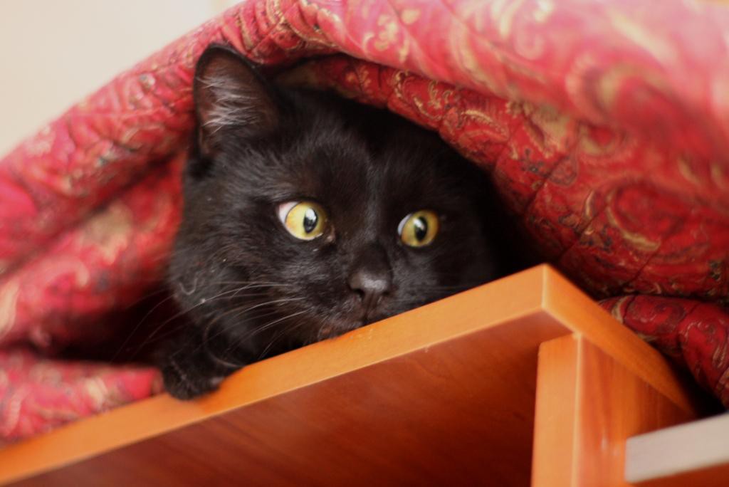 котег