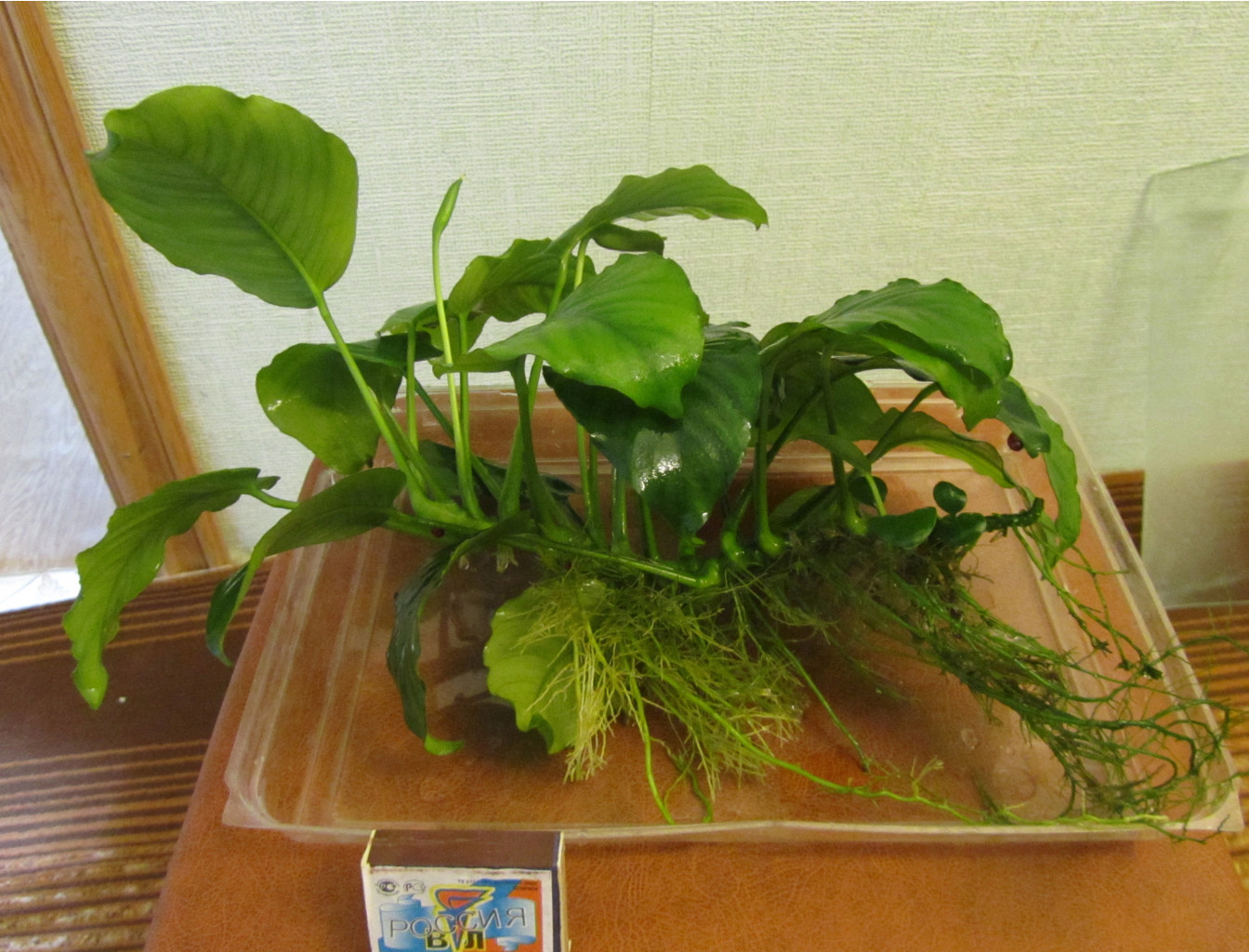 broad leaf 600.jpg