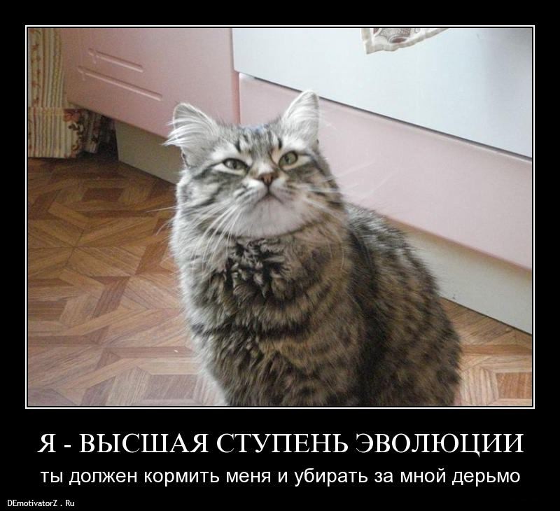 ya-vysshaya-stupen-yevolyucii_419_demotivatorz.ru.jpg