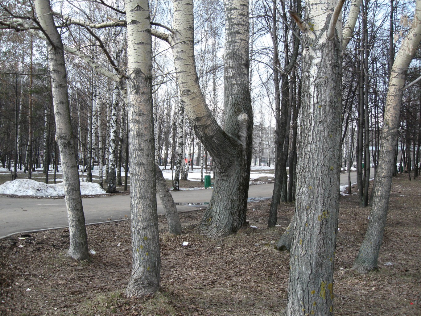 park31.jpg