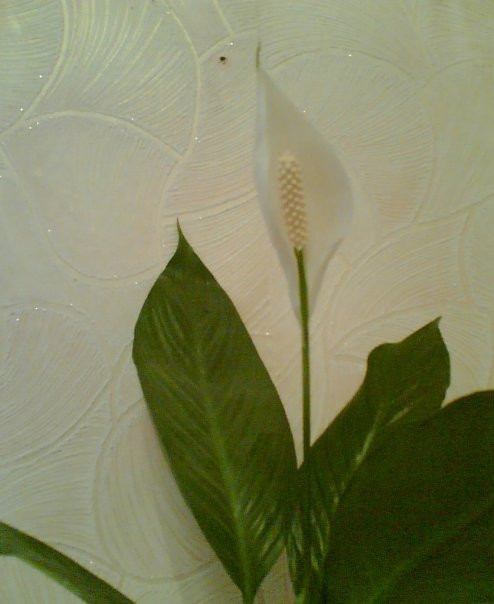 x_cd16ec65.jpg