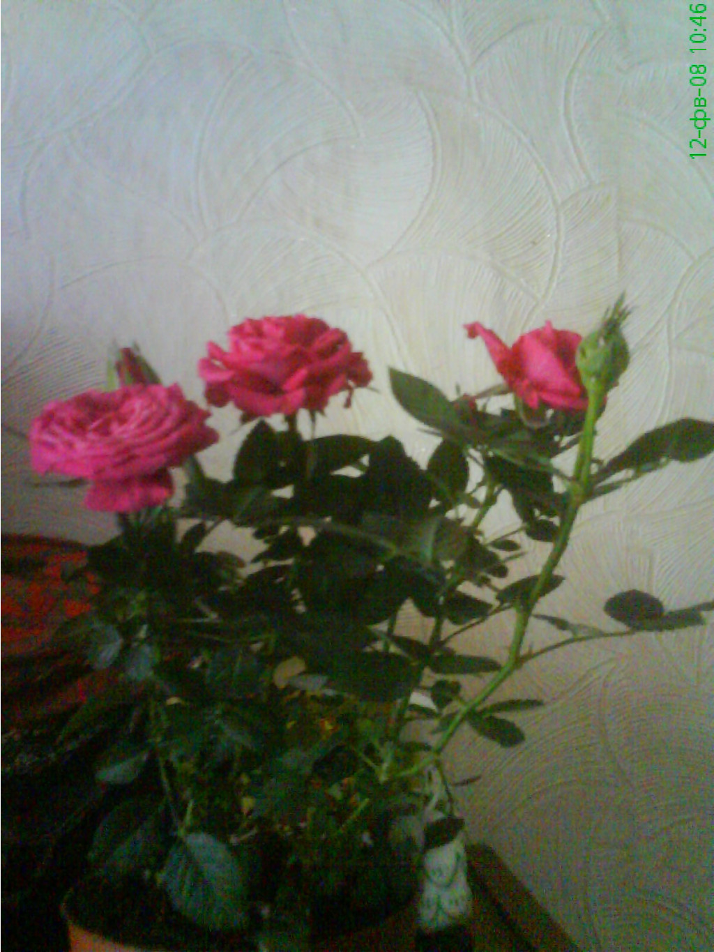 DSC01587.jpg