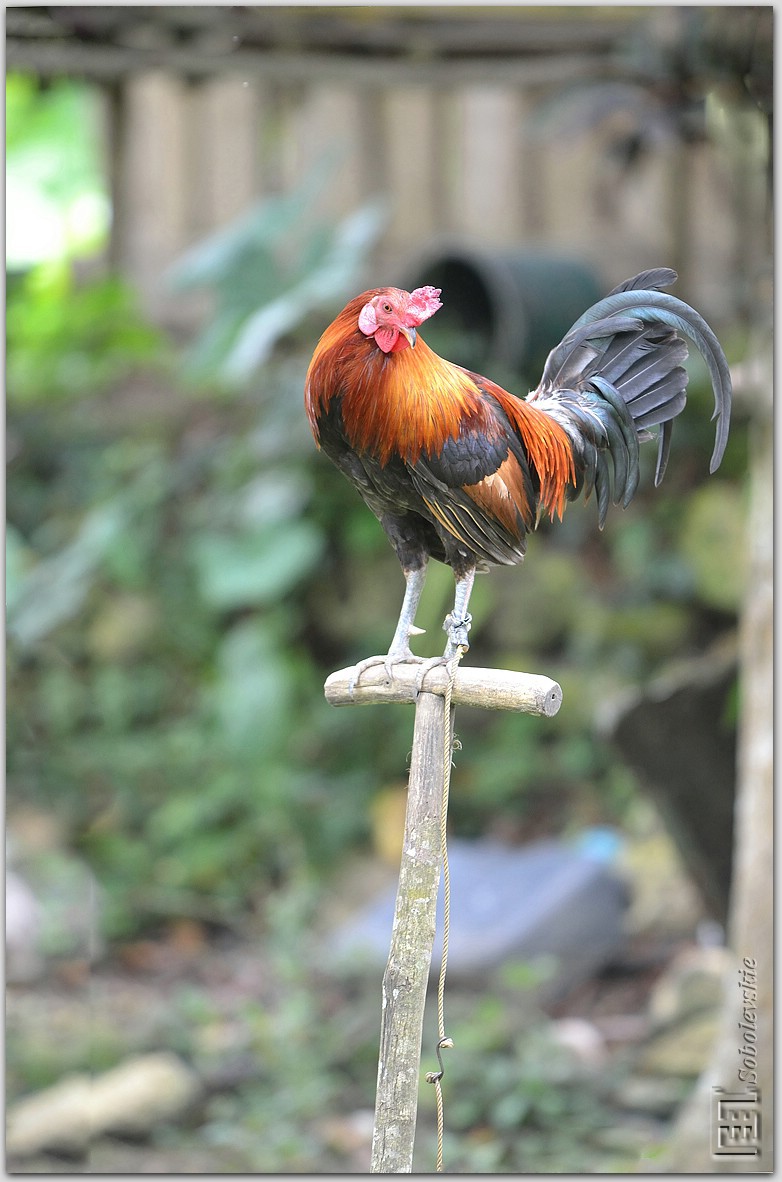 DSC_0506.jpg