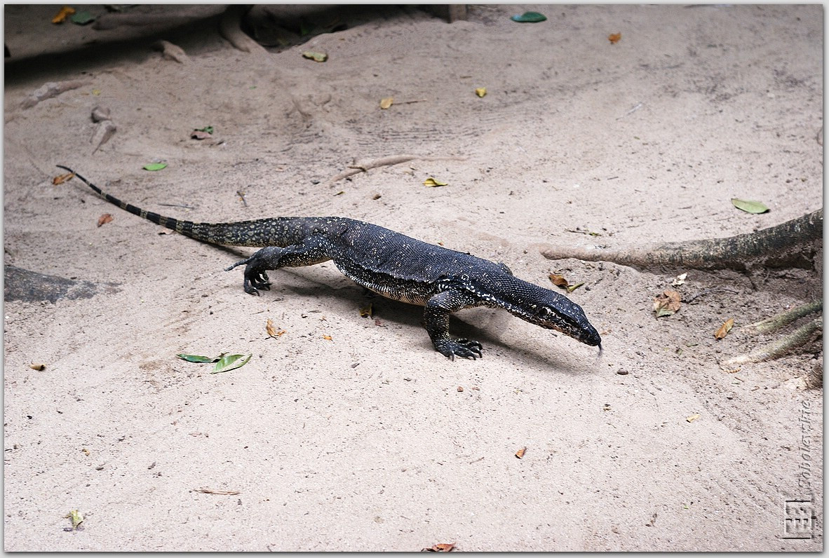 DSC_0937.jpg
