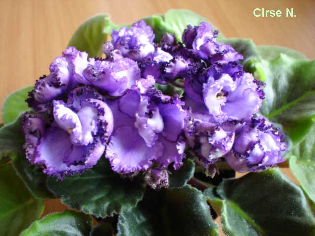 Midnight Twist (Sorano).jpg