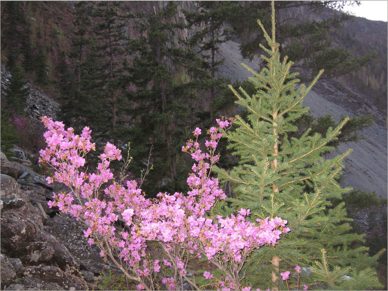 altay-2011-05-04_17.31.00.jpg