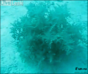 водоросль.gif
