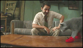 кот в тапках.gif