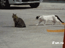 коты.gif