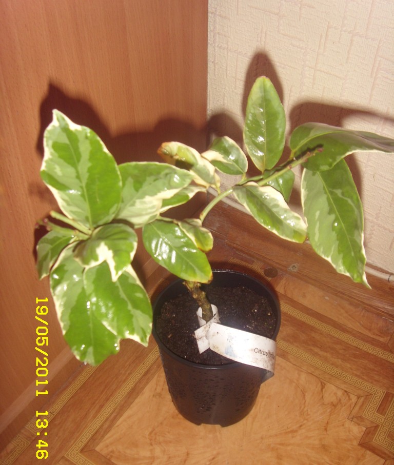 Limone variegato.JPG