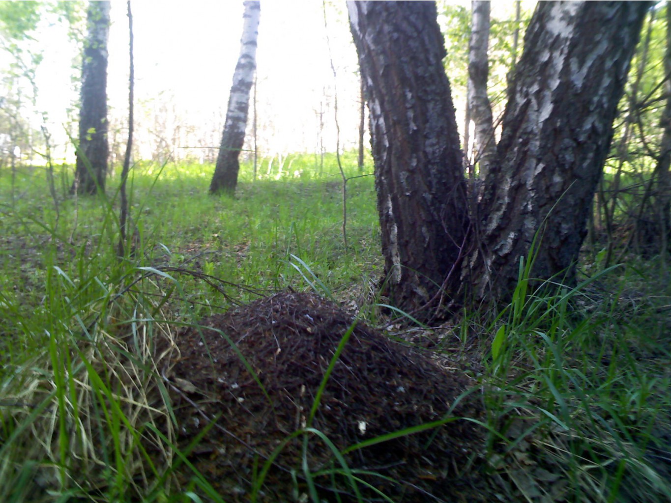 IMG342.jpg