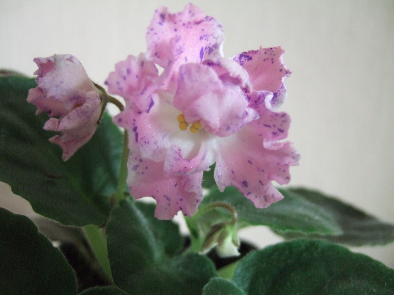 DSCF1604.JPG