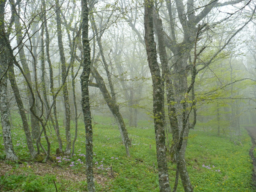 P1040529.jpg