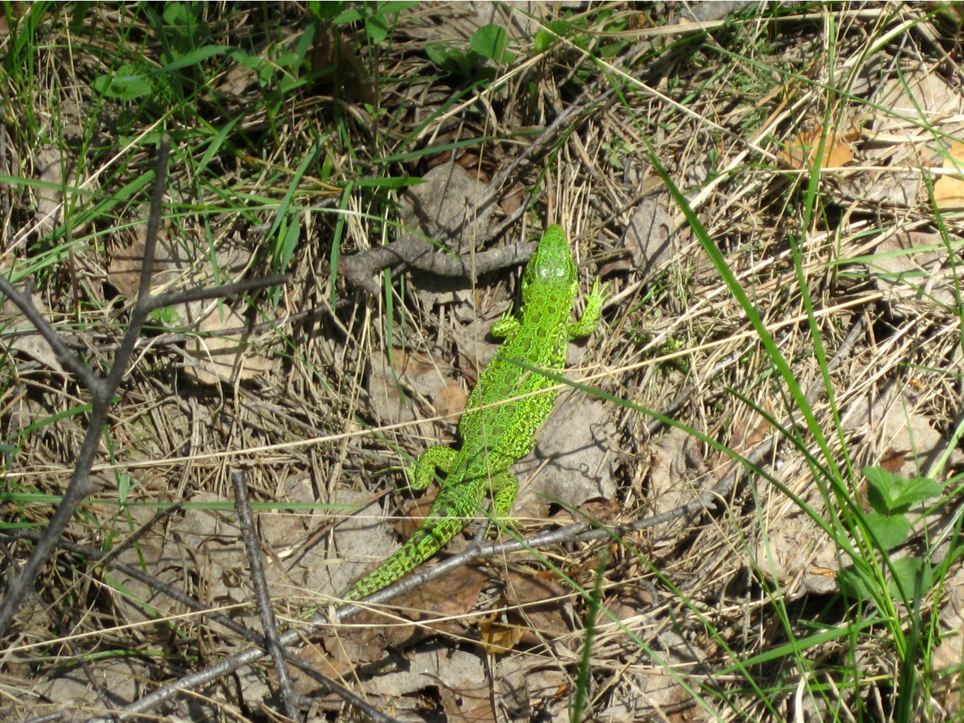 IMG_0440.JPG