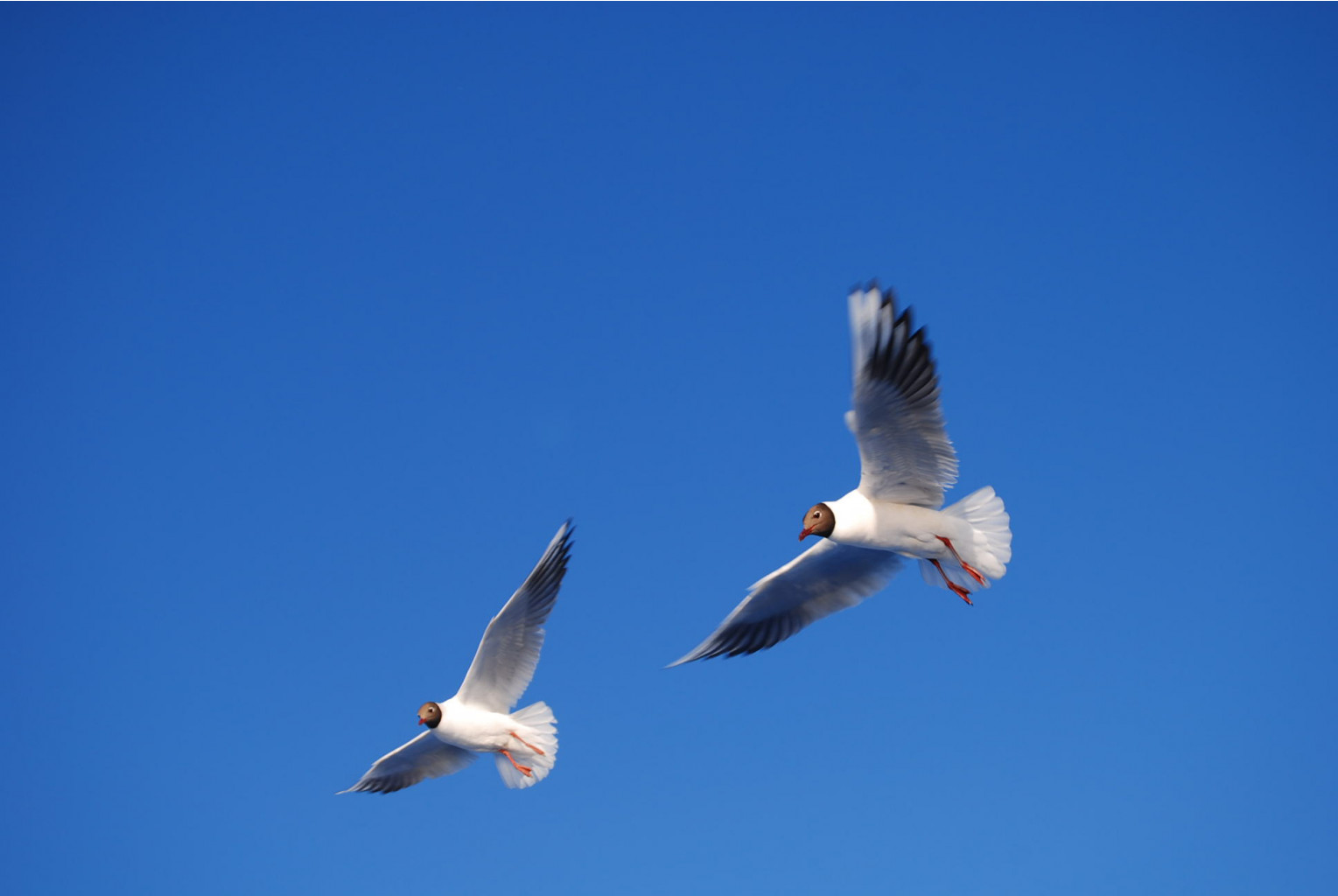 DSC_1536.JPG