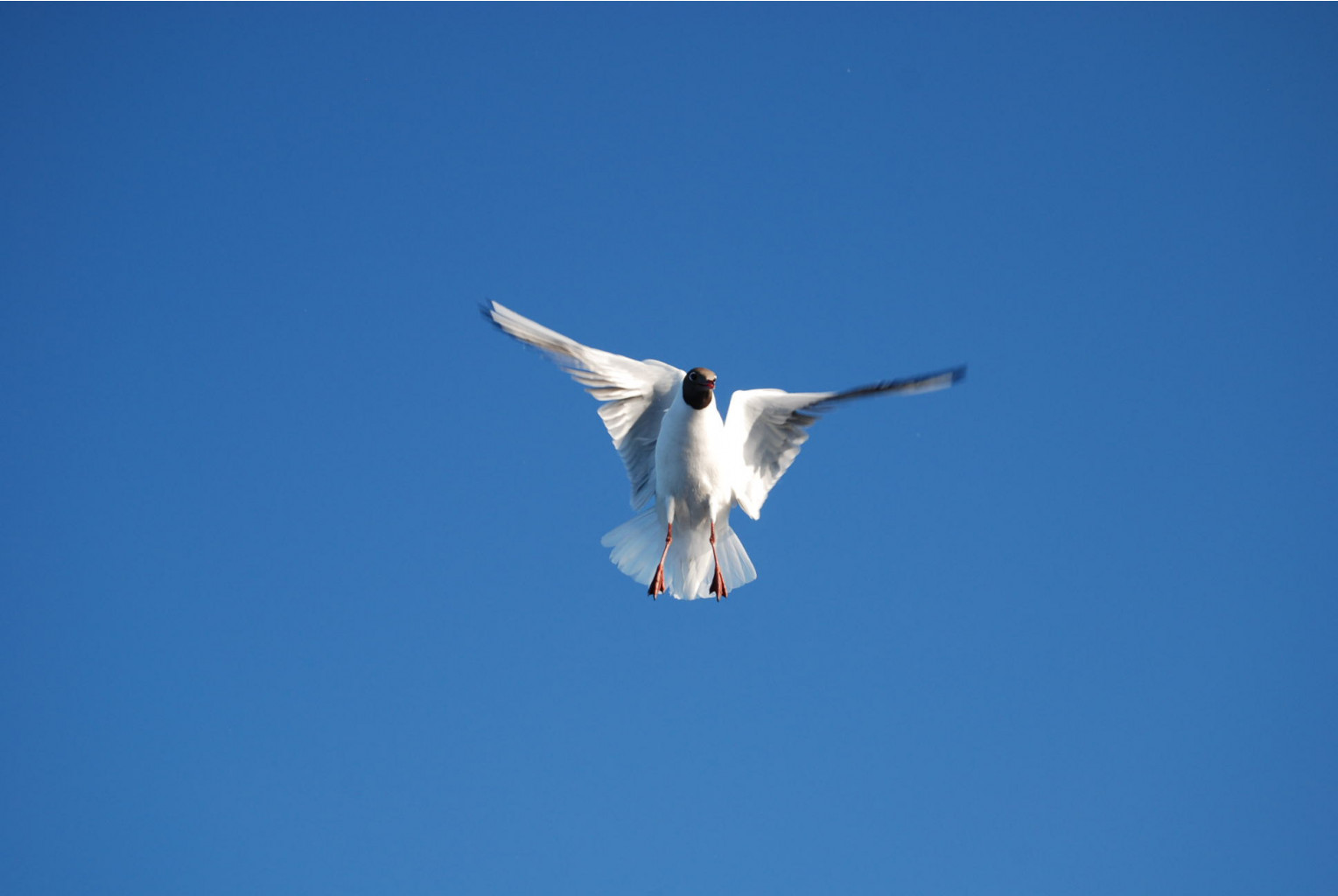 DSC_1554.JPG