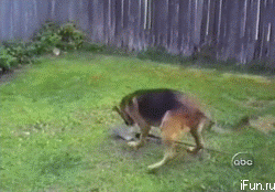 Собака с лопатой.gif