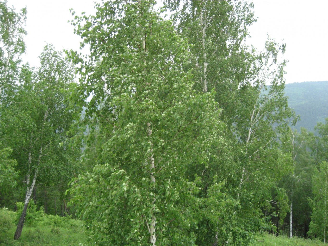 07.06.2011 9:18:43