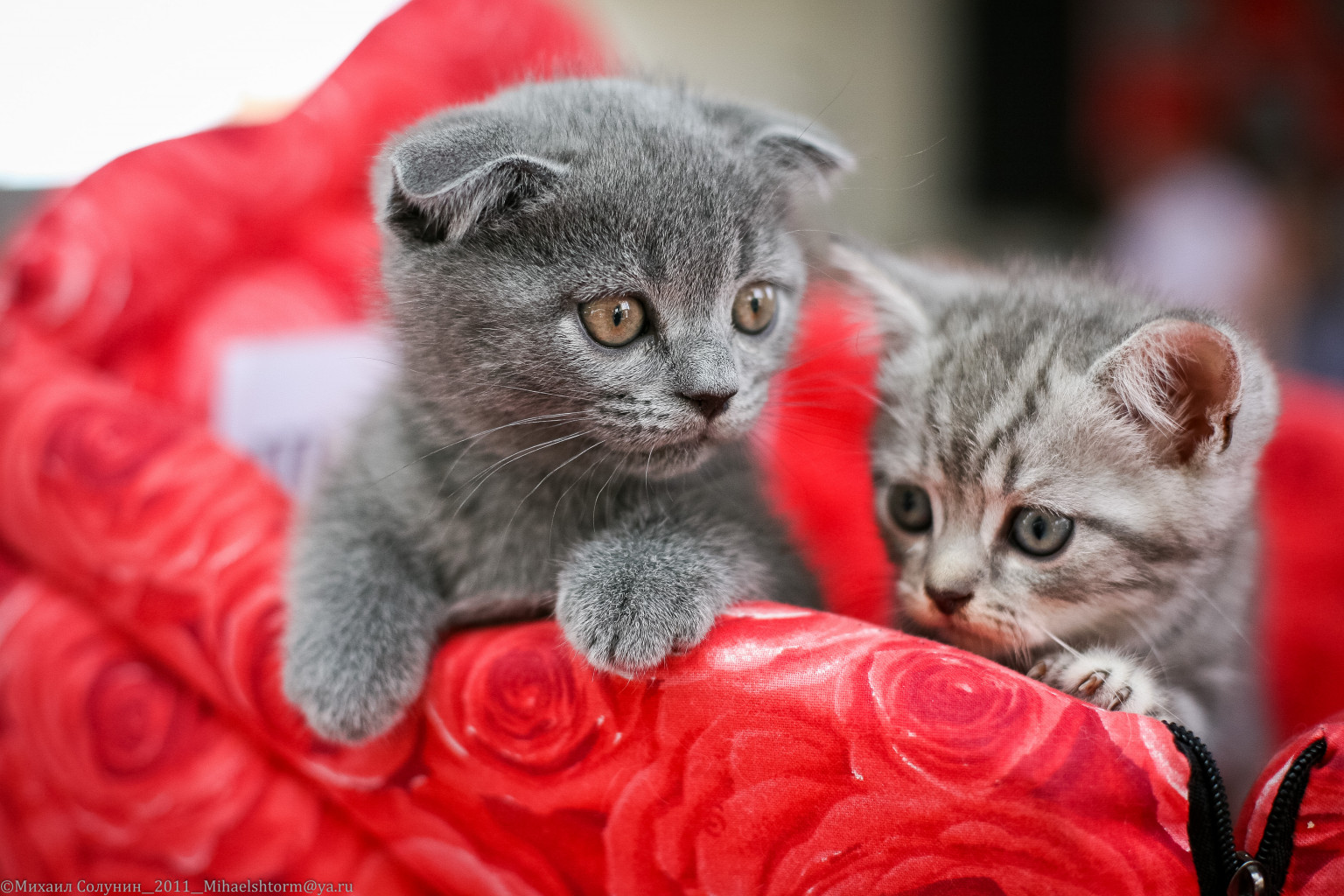 cats-39-2.jpg