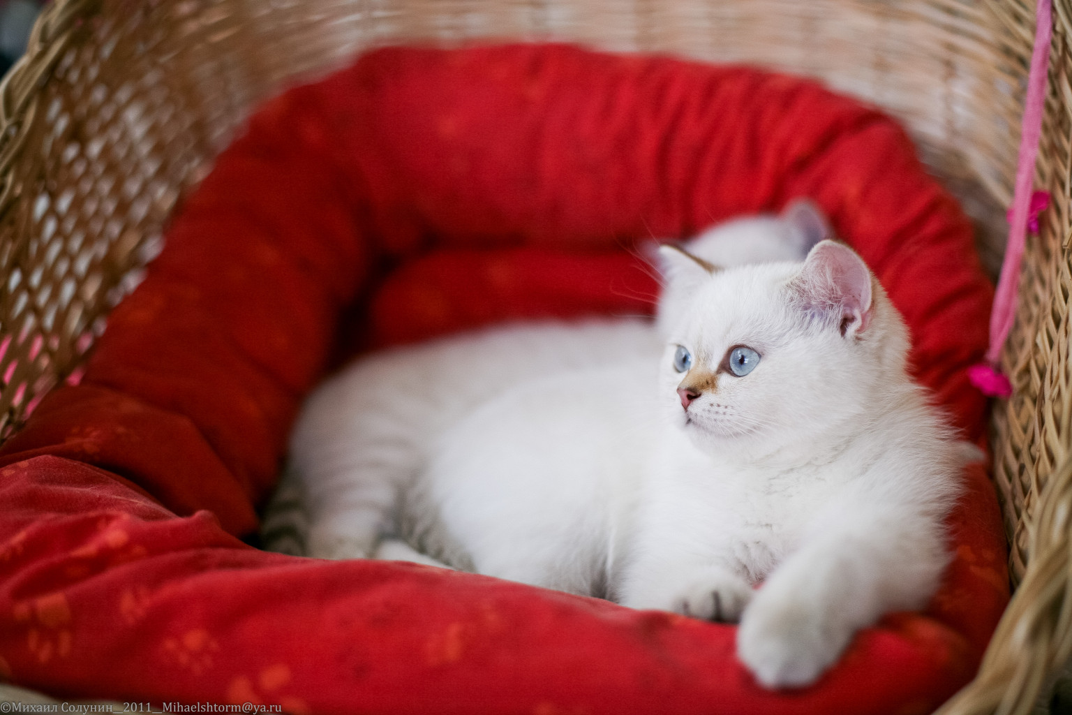 cats-2-2.jpg