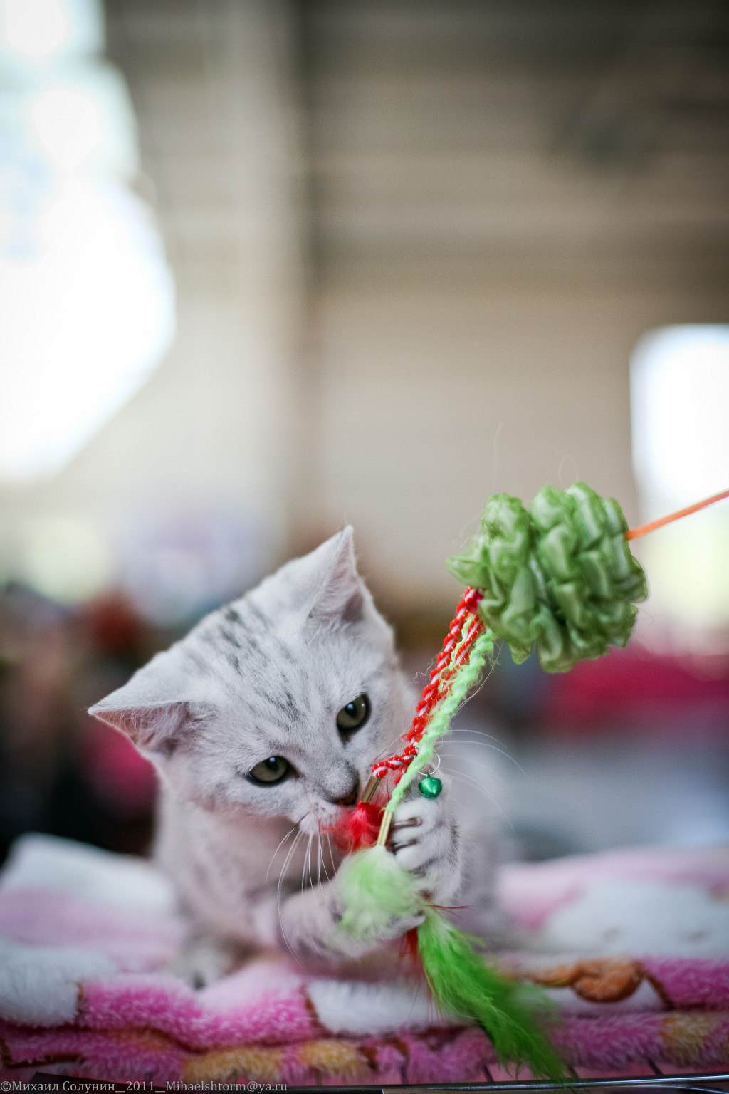 cats-2-46.jpg
