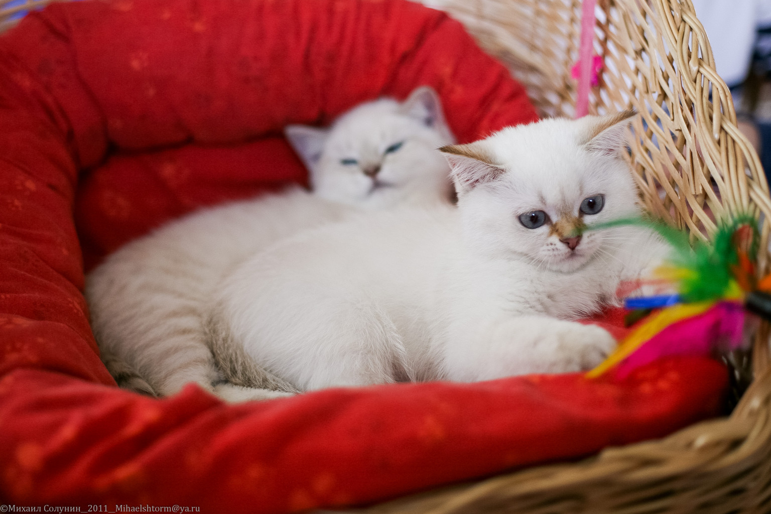 cats-3-2.jpg